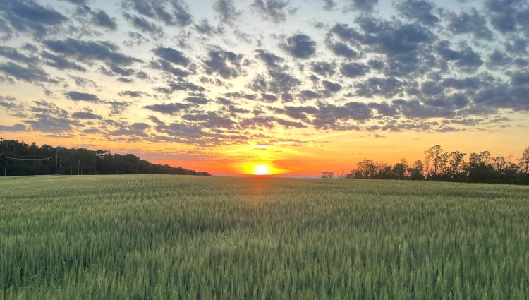 sunset with moody sky over grain