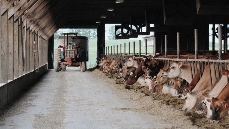 Jersey cows being fed