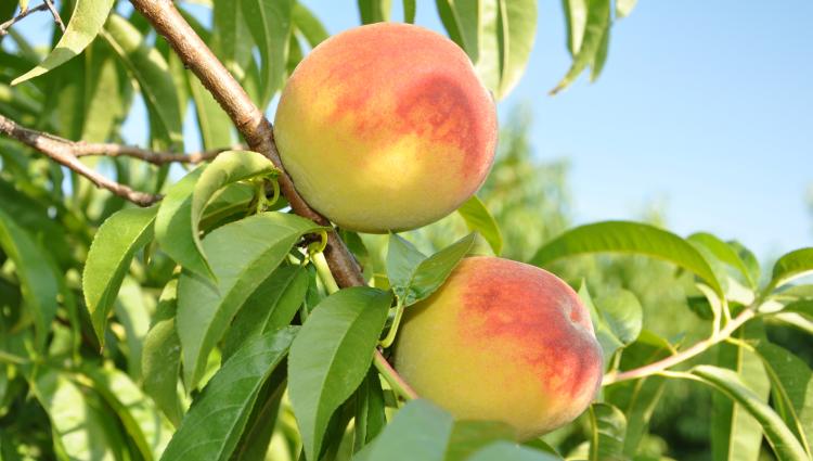 Peach Tree