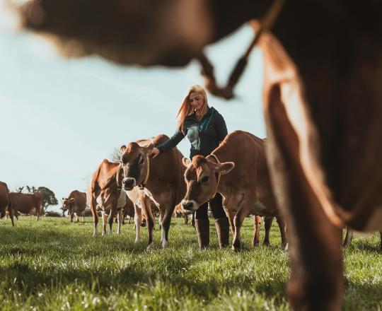 Woman with cows.