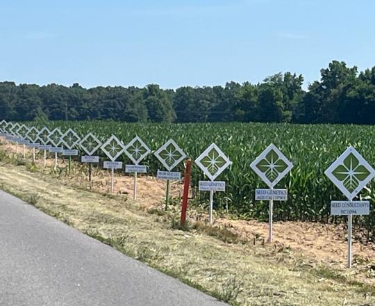corn field with the biostar logo labeling the crop