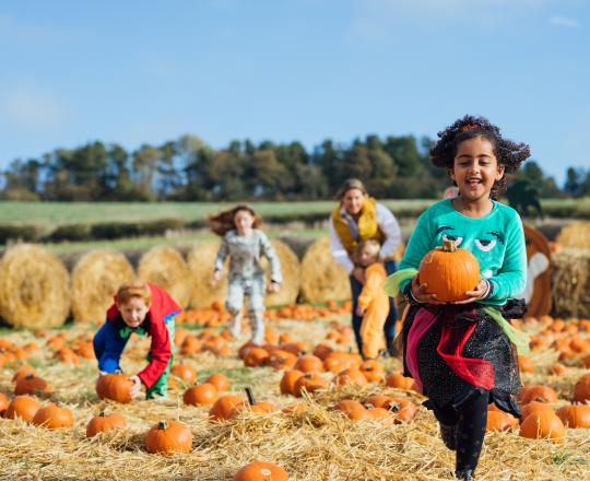 Pumkin Patch