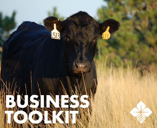 business toolkit thumbnail black beef cow in field