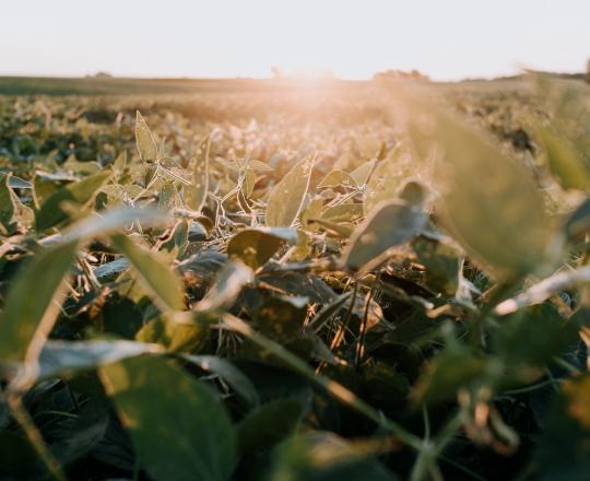 Crop Insurance